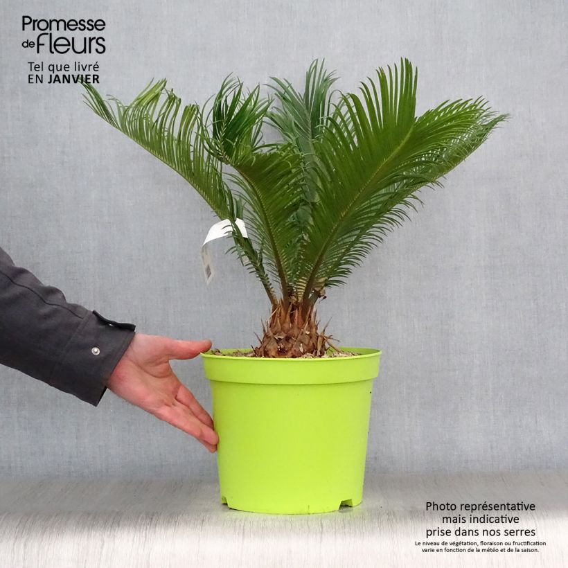 Cycas revoluta - Cycas du Japon pot de 6L esemplare consegnato in inverno