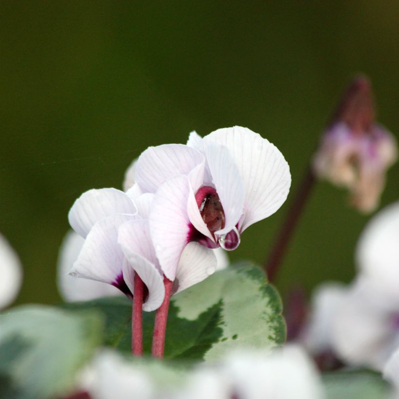 Ciclamino coum Porcelain (Fioritura)