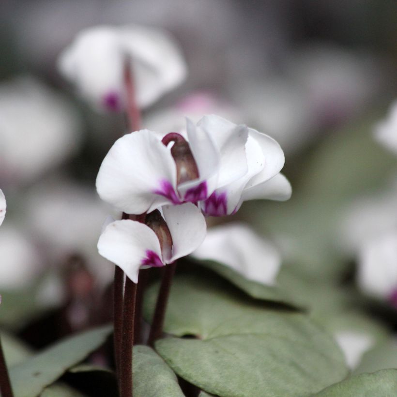 Ciclamino coum White Grey (Fioritura)