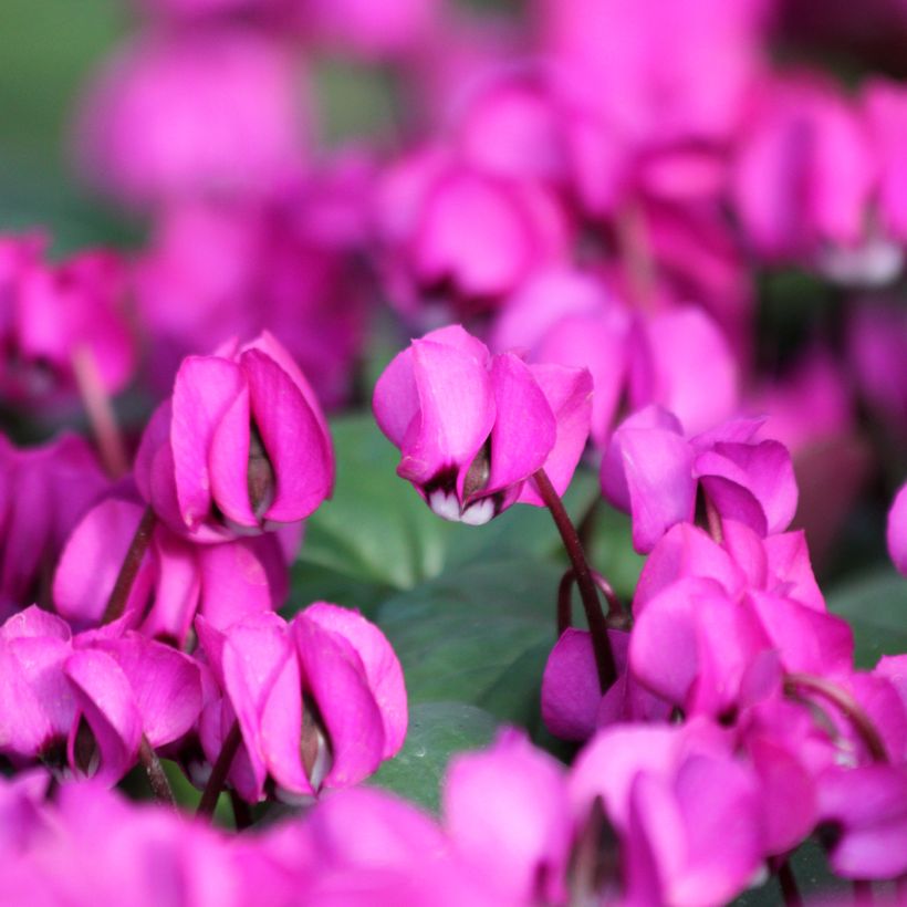 Ciclamino coum Fuschia feuillage vert (Fioritura)