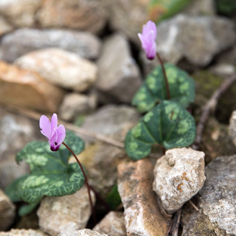 Cyclamen cilicium - Ciclamino (Porto)