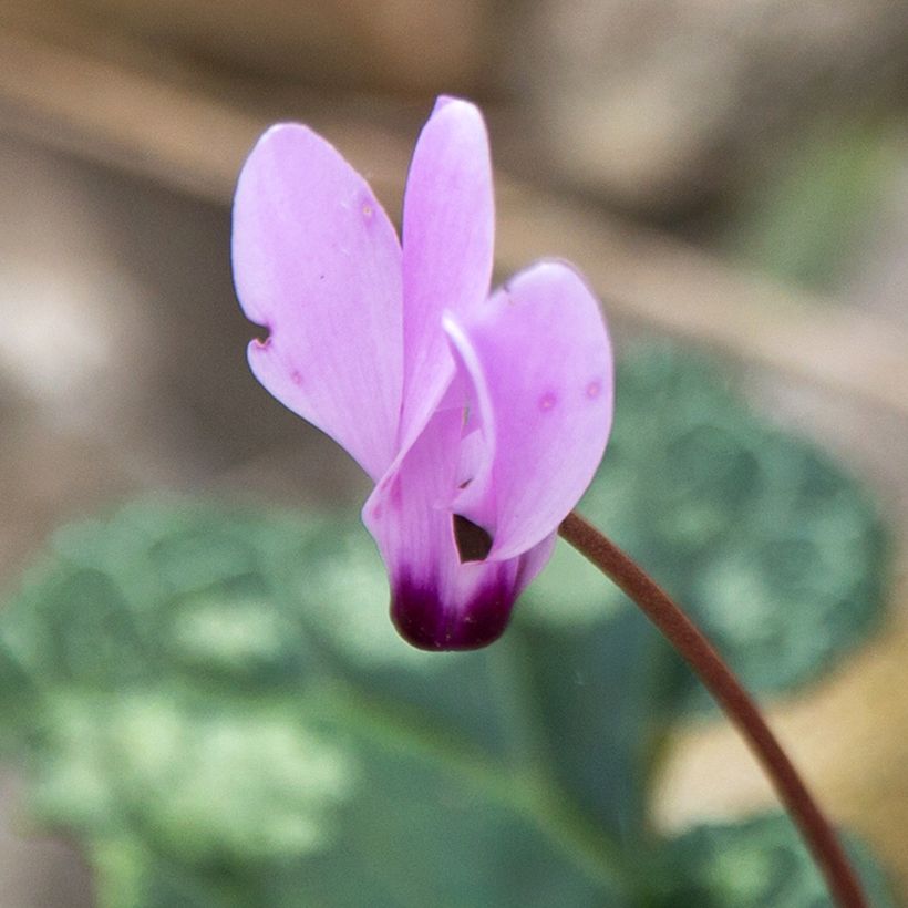 Cyclamen cilicium - Ciclamino (Fioritura)