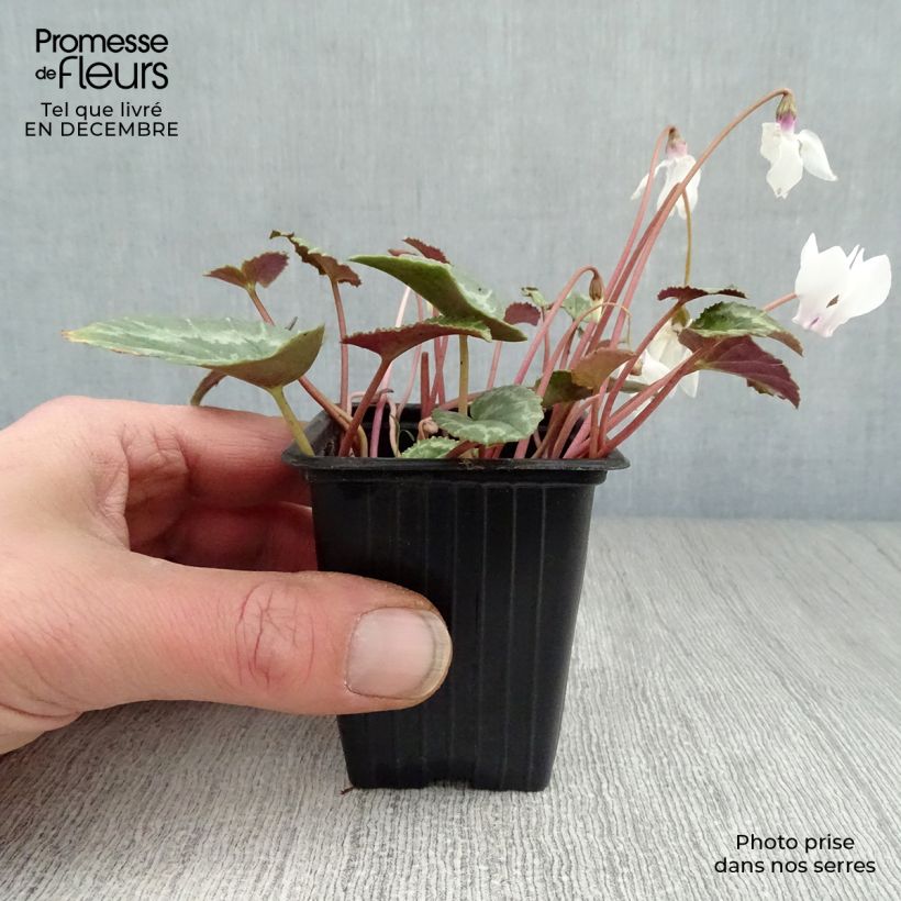 Cyclamen de Naples blanc godet de 7/8cm esemplare consegnato in inverno