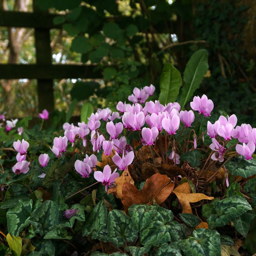 Cyclamen hederifolium (Porto)