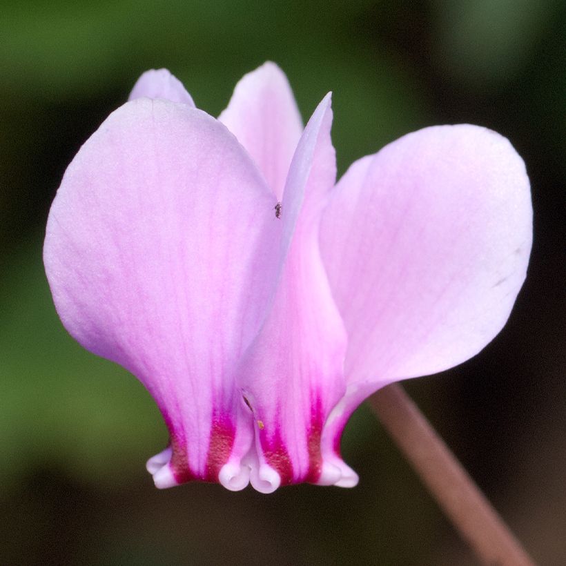 Cyclamen hederifolium (Fioritura)