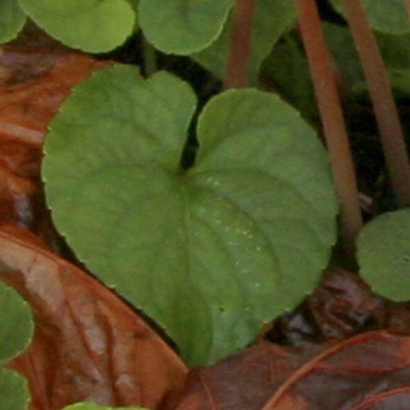 Cyclamen hederifolium Album (Fogliame)