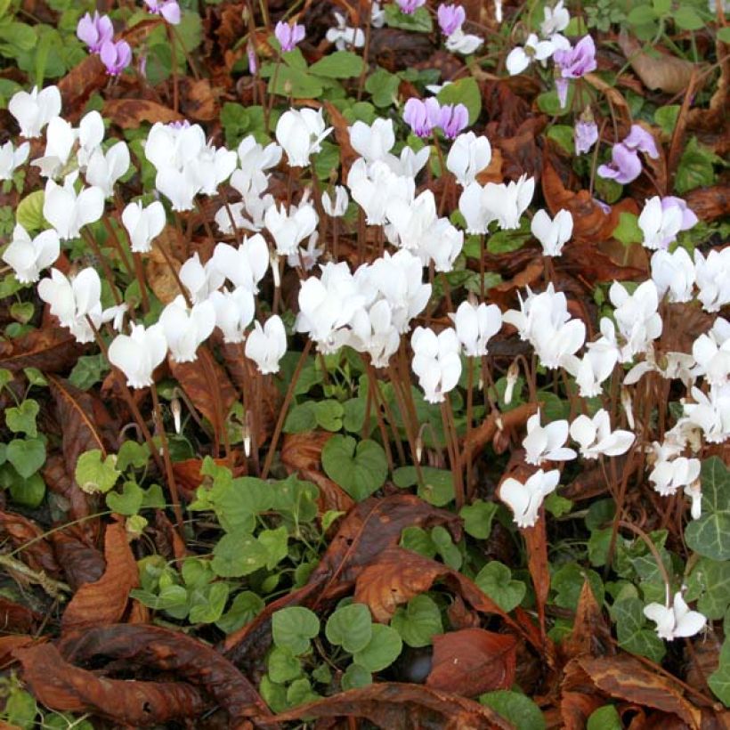 Cyclamen hederifolium Album (Porto)