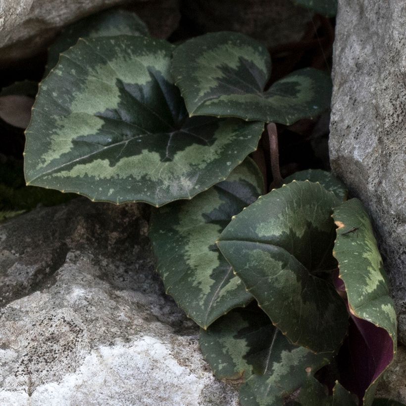 Cyclamen pseudibericum - Ciclamino (Fogliame)