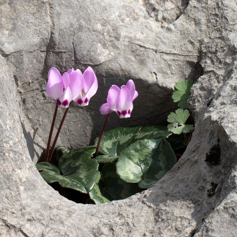 Cyclamen pseudibericum - Ciclamino (Porto)