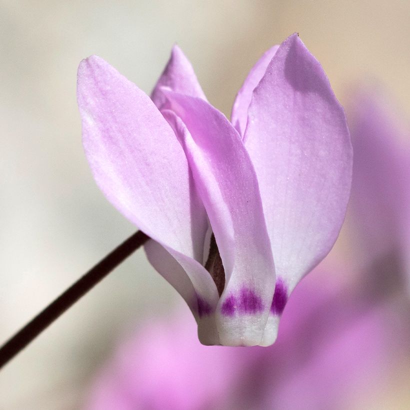 Cyclamen pseudibericum - Ciclamino (Fioritura)