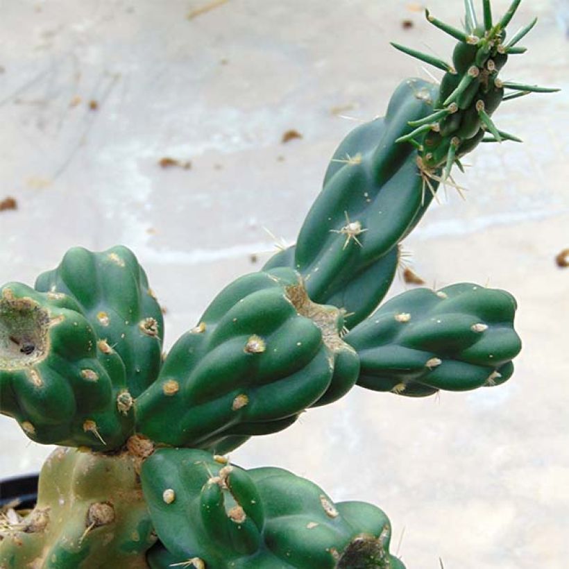 Cylindropuntia imbricata (Fogliame)