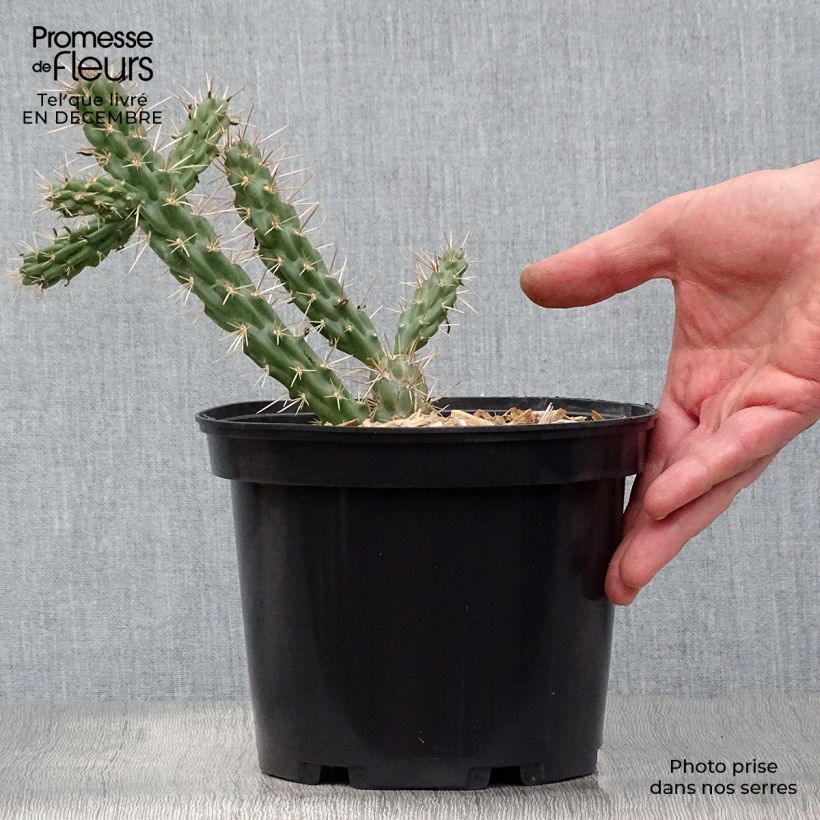 Cylindropuntia imbricata - Cactus rustique. Pot de 4L/5L esemplare consegnato in inverno