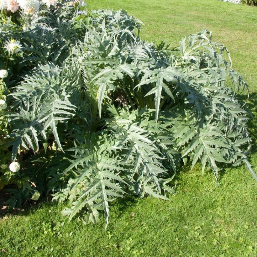 Cynara cardunculus var. altilis - Cardo (Porto)