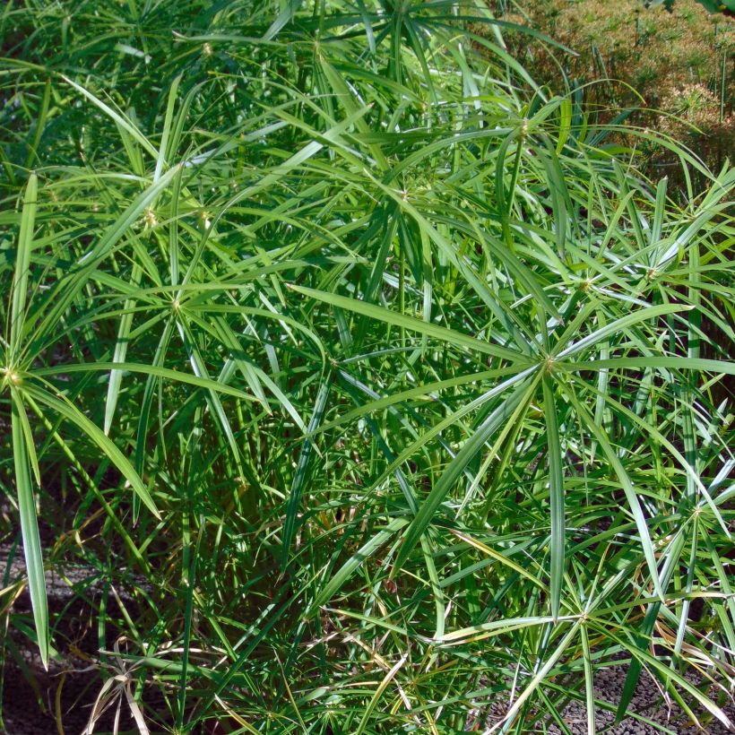 Cyperus alternifolius - Falso papiro (Fogliame)