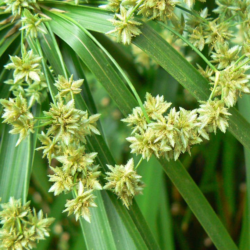 Cyperus alternifolius - Falso papiro (Fioritura)