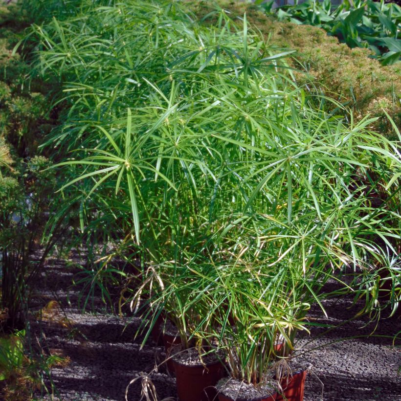 Cyperus alternifolius - Falso papiro (Porto)