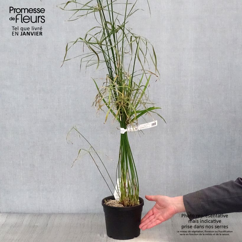 Cyperus alternifolius - Papyrus en pot de 2L/3L esemplare consegnato in inverno