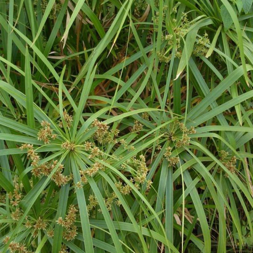 Cyperus involucratus - Cipero a foglie alterne (Fogliame)