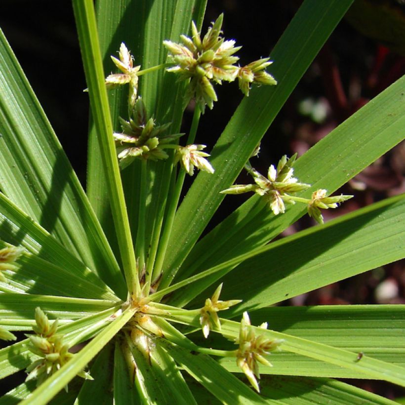 Cyperus involucratus - Cipero a foglie alterne (Fioritura)