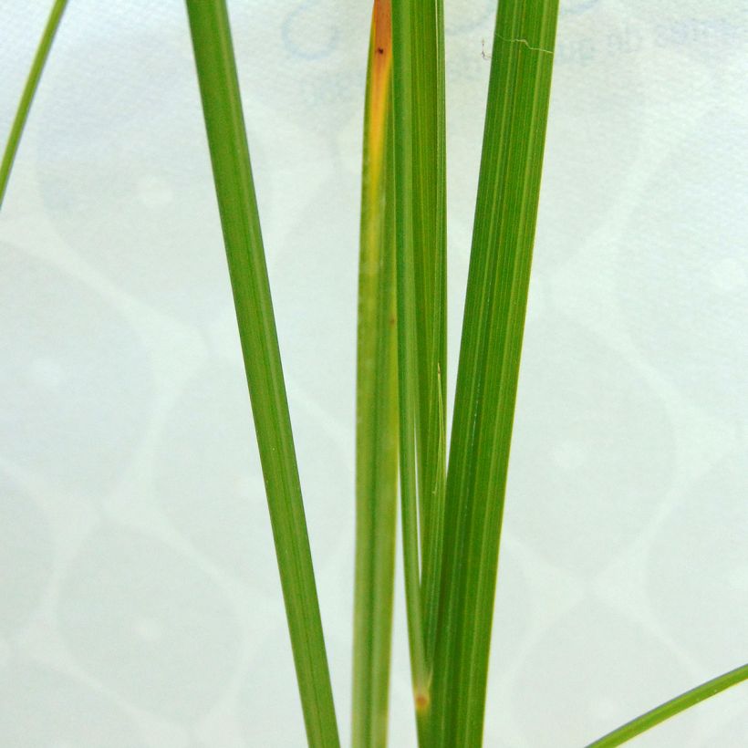 Cyperus longus - Zigolo comune (Fogliame)