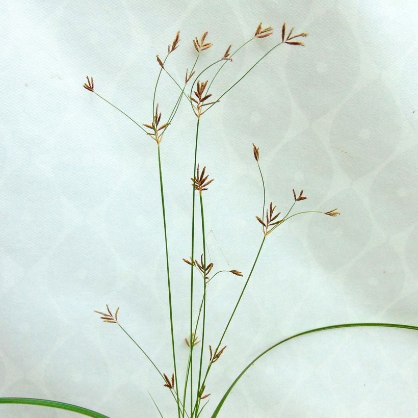 Cyperus longus - Zigolo comune (Fioritura)