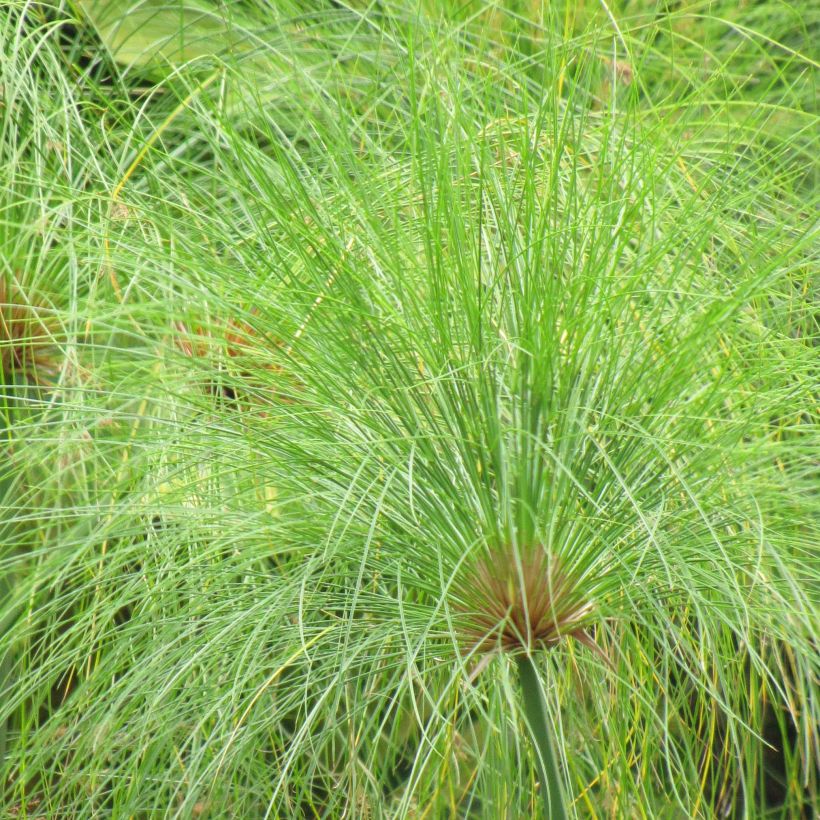 Cyperus papyrus - Papiro (Fogliame)