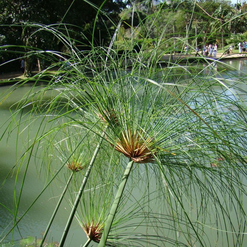 Cyperus papyrus - Papiro (Porto)