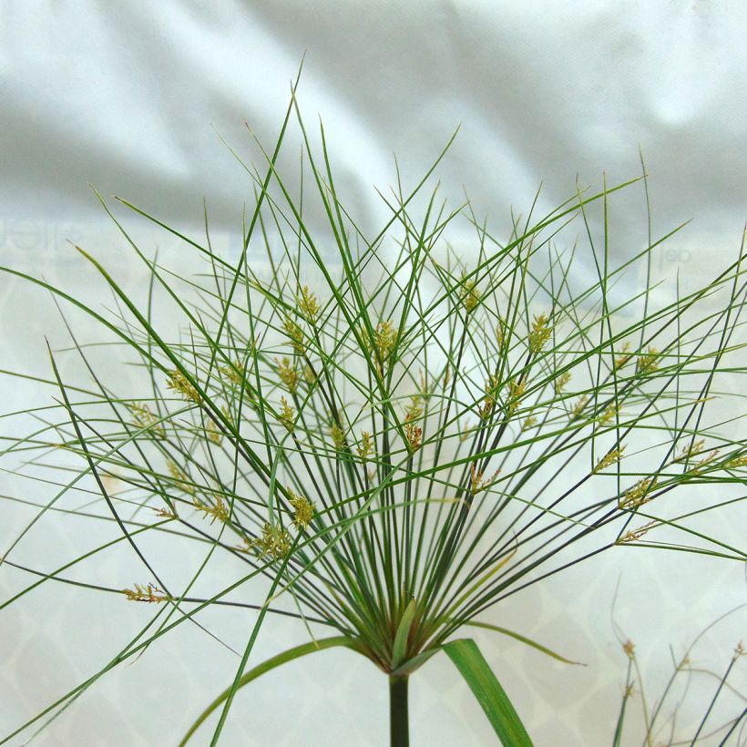 Cyperus papyrus Akhenaton - Papiro (Fioritura)