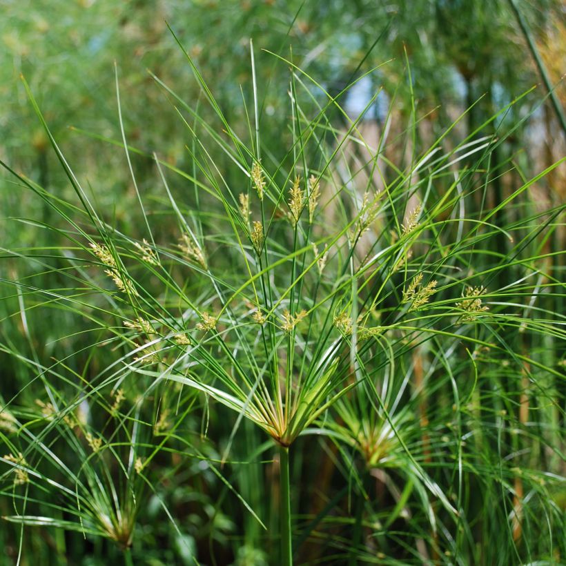 Cyperus papyrus Cleopatra - Papiro (Fioritura)