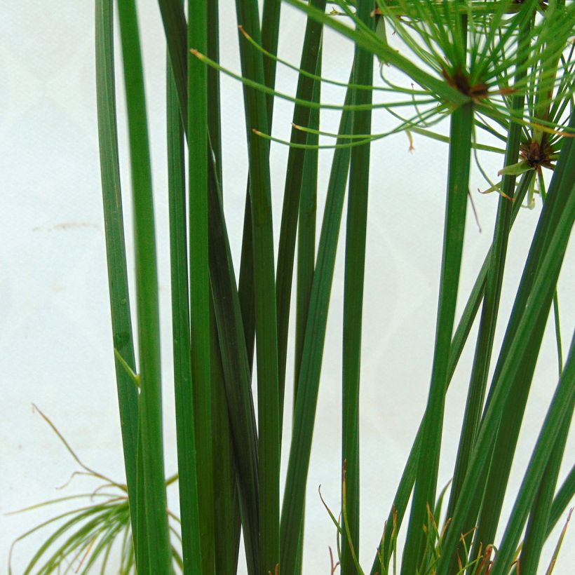 Cyperus papyrus Cleopatra - Papiro (Fogliame)