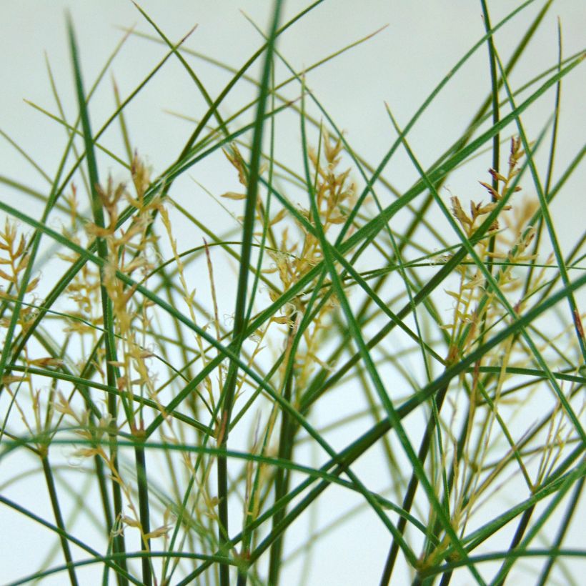 Cyperus papyrus - Papiro (Fioritura)