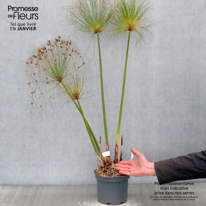 Cyperus papyrus - Papyrus Pot de 2L/3L esemplare consegnato in inverno