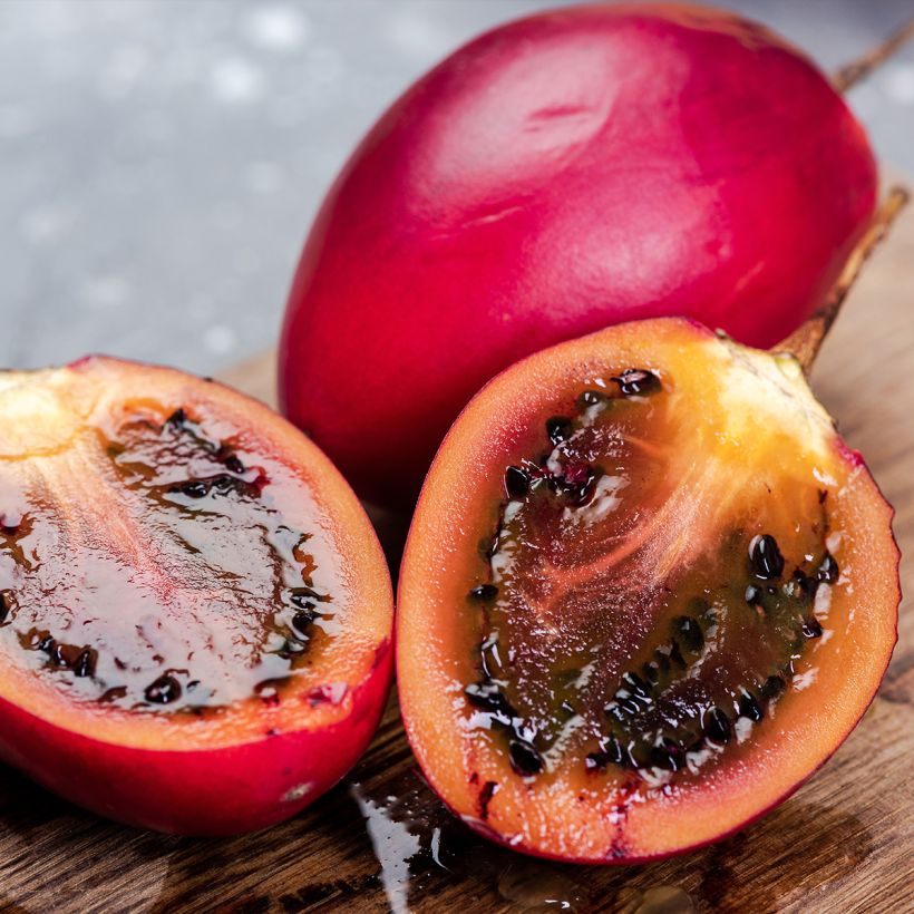 Tamarillo Red (Raccolta)