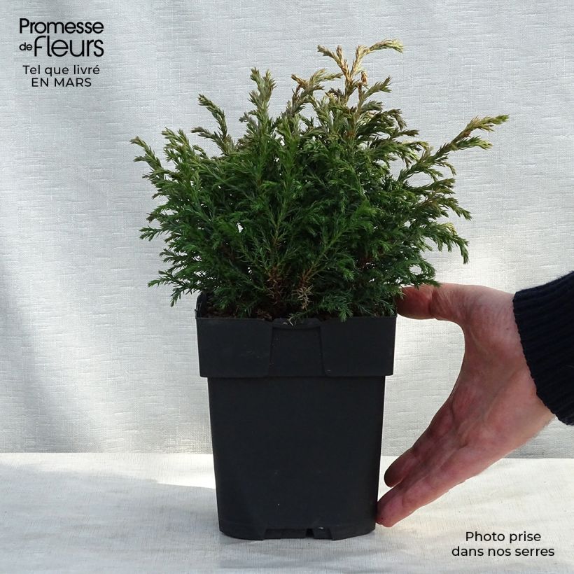 Cyprès Sawara - Chamaecyparis pisifera Baby Blue                Pot de 3L/4L esemplare consegnato in inverno