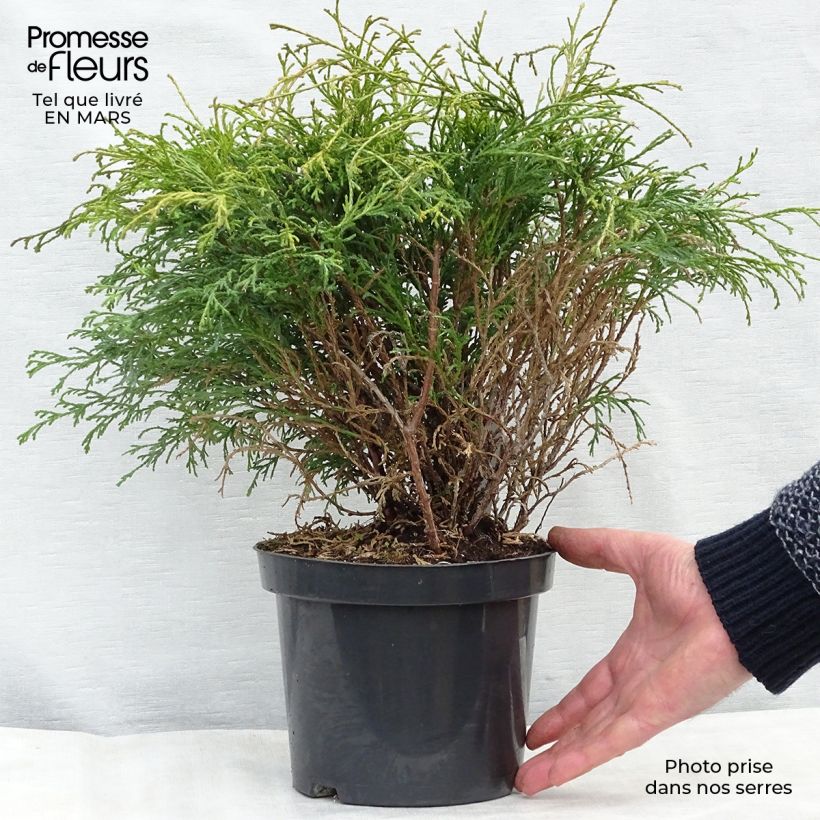 Cyprès Sawara - Chamaecyparis pisifera Filifera                 Pot de 2L/3L esemplare consegnato in inverno