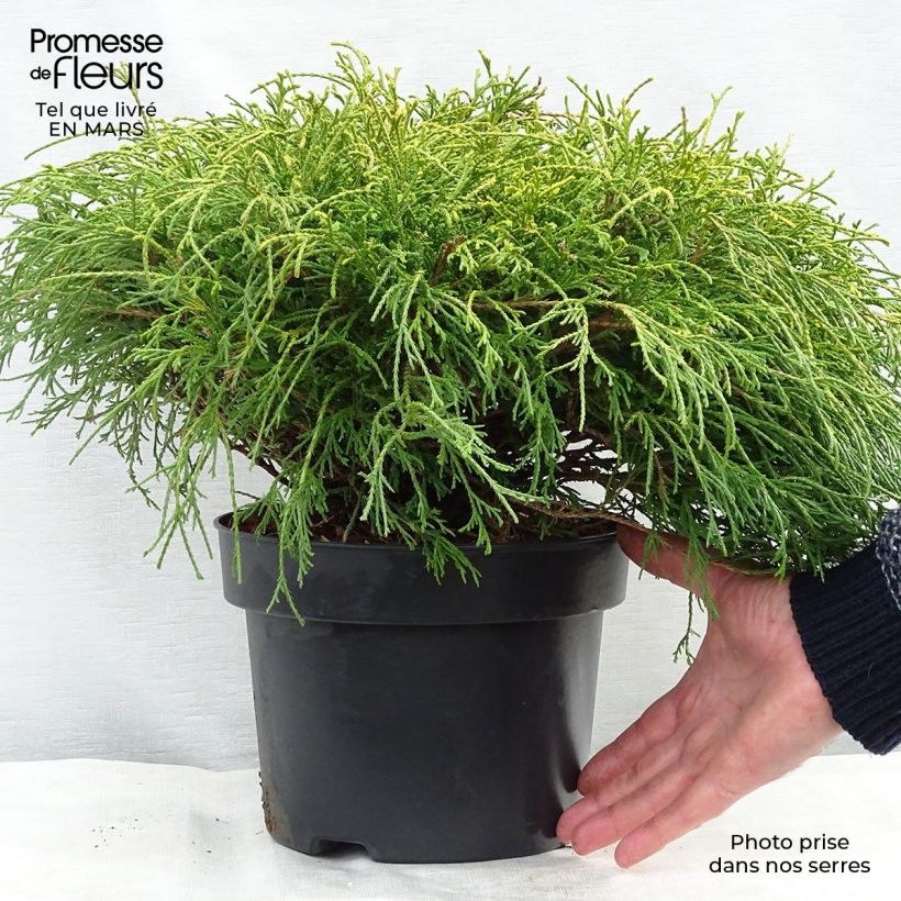 Cyprès Sawara - Chamaecyparis pisifera Sungold                   Pot de 4L/5L esemplare consegnato in inverno