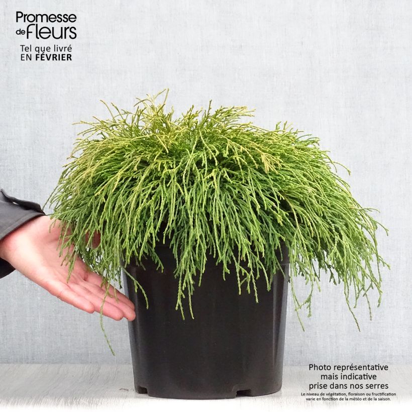 Cyprès Sawara - Chamaecyparis pisifera Sungold en pot de 7,5L/10L esemplare consegnato in inverno