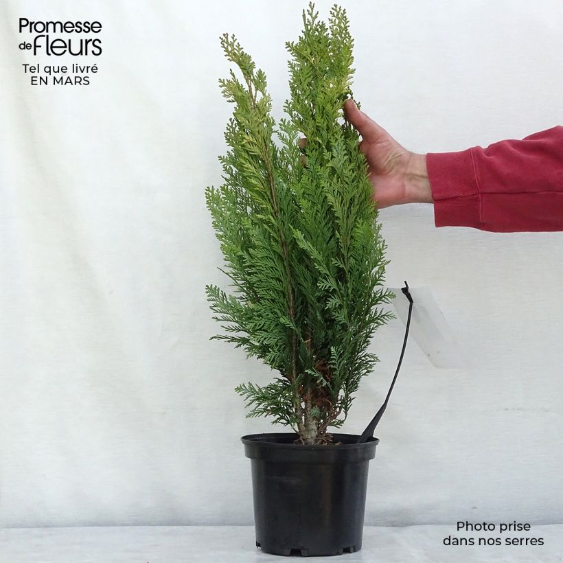 Cyprès de Lawson - Chamaecyparis lawsoniana Alumigold en pot de 2l/3l esemplare consegnato in inverno