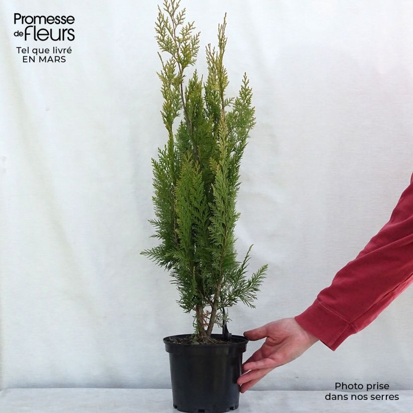 Cyprès de Lawson - Chamaecyparis lawsoniana Alumigold en pot de 7,5l/10l esemplare consegnato in inverno