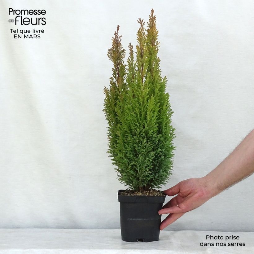 Cyprès de Lawson - Chamaecyparis lawsoniana Elwood's Gold en pot de 2L/3L esemplare consegnato in inverno