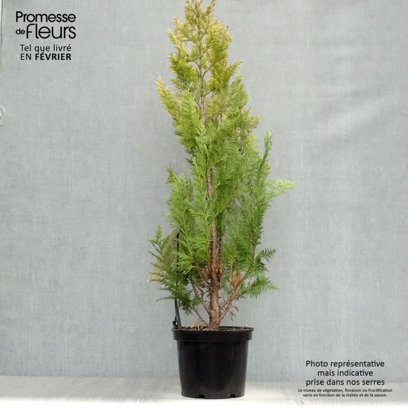 Cyprès de Lawson - Chamaecyparis lawsoniana Ivonne en pot de 2L/3L esemplare consegnato in inverno