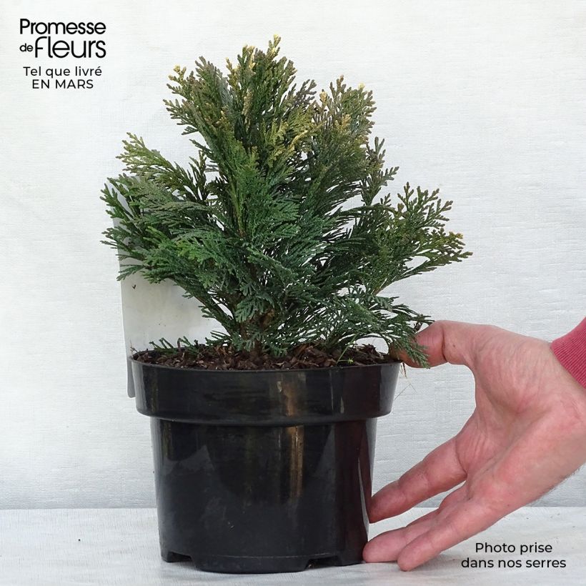 Cyprès de Lawson - Chamaecyparis lawsoniana Pygmaea Argentea en pot de 2L/3L esemplare consegnato in inverno