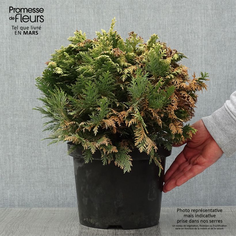 Cyprès de Lawson - Chamaecyparis lawsoniana Pygmaea Argentea en pot de 4L/5L esemplare consegnato in inverno