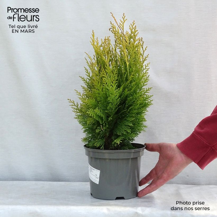 Cyprès de Lawson - Chamaecyparis lawsoniana Stardust en pot de 2L/3L esemplare consegnato in inverno