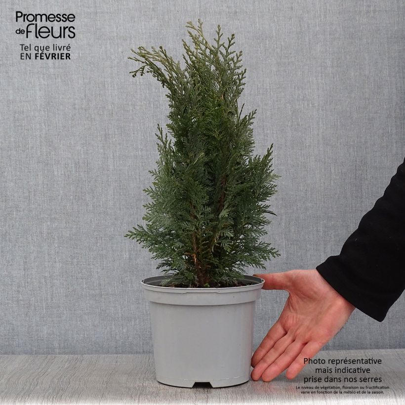 Cyprès de Lawson - Chamaecyparis lawsoniana White Spot Pot de 2L/3L esemplare consegnato in inverno