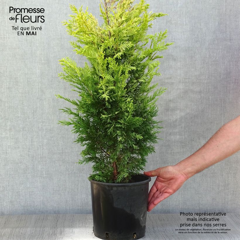 Cyprès de Leyland - Cupressocyparis x leylandii Gold Rider en pot de 6l/7l esemplare consegnato in primavera