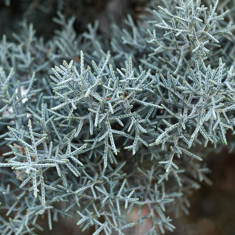 Cupressus arizonica Fastigiata (Fogliame)