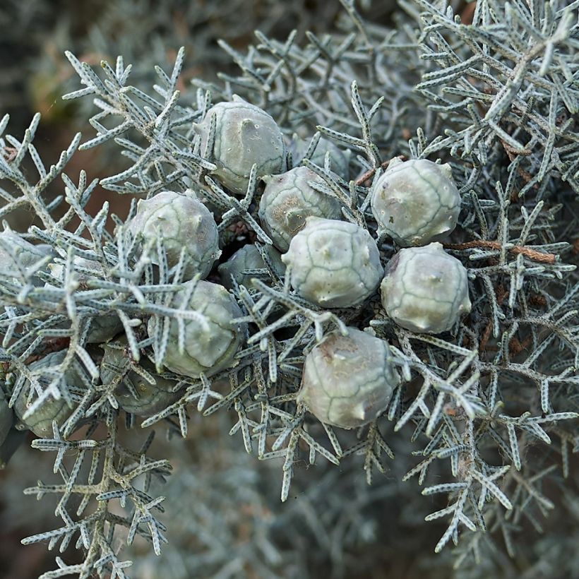 Cupressus arizonica Fastigiata (Raccolta)