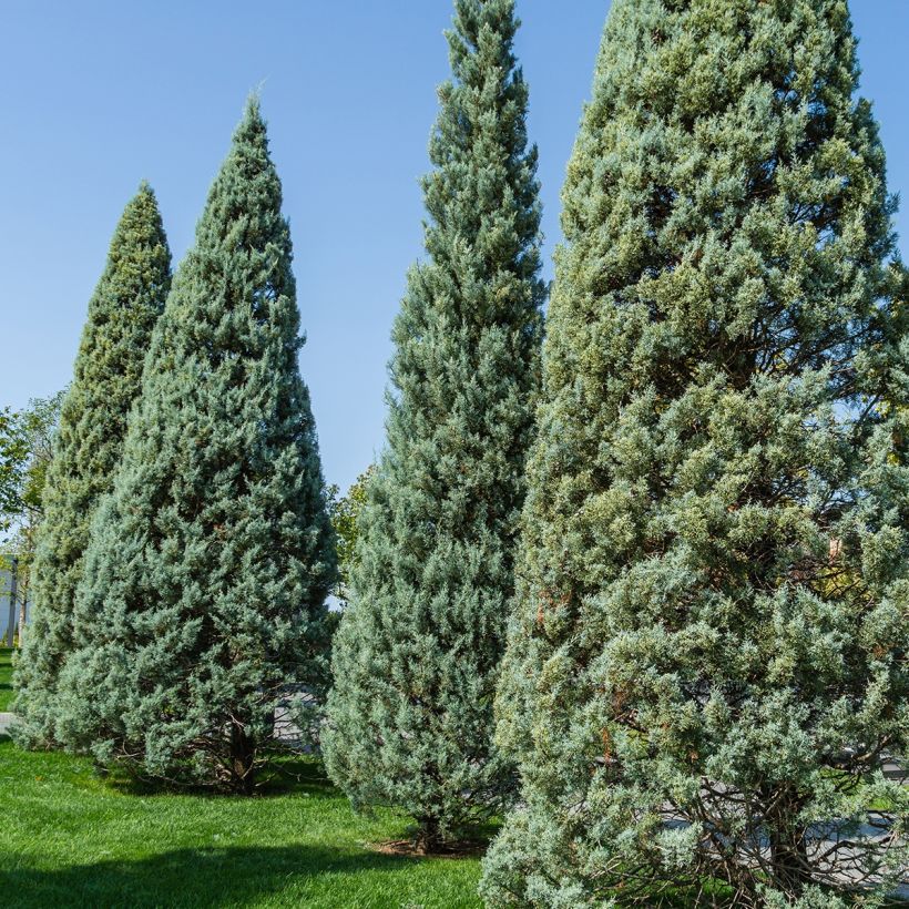 Cupressus arizonica Fastigiata (Porto)