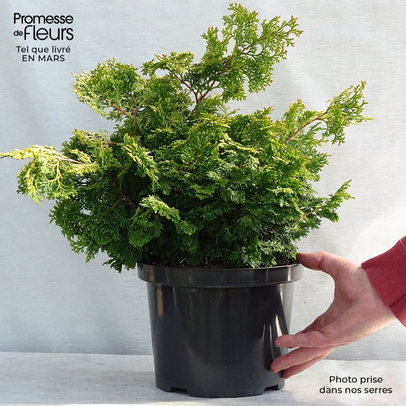 Cyprès hinoki - Chamaecyparis obtusa Rashahiba en pot de 4L/5L esemplare consegnato in inverno